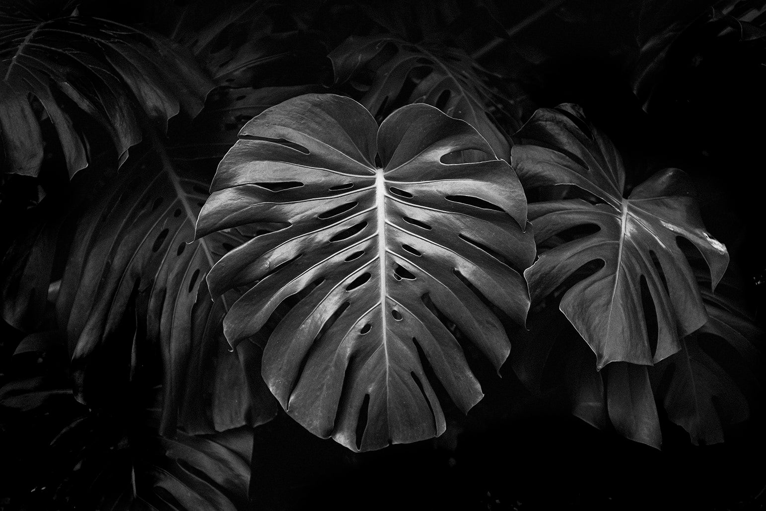 Monstera