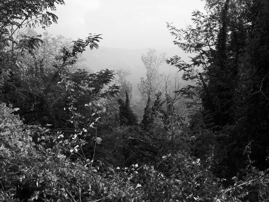 Monte