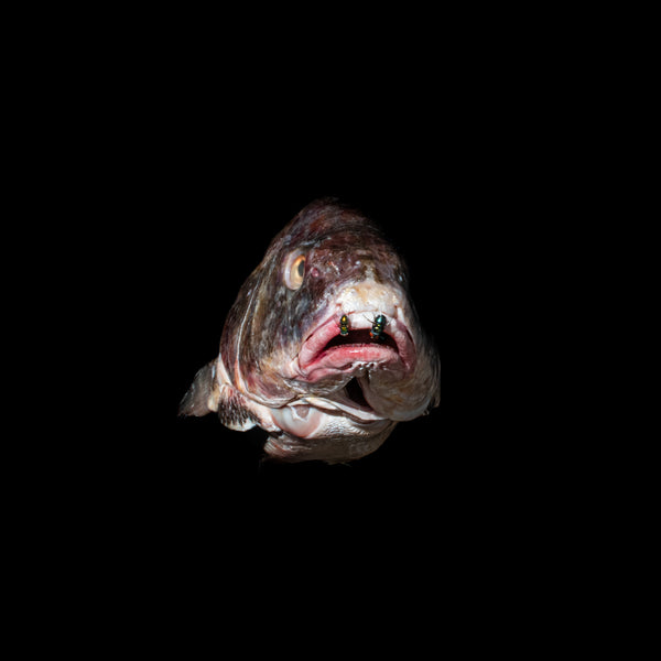 Pesca con mosca