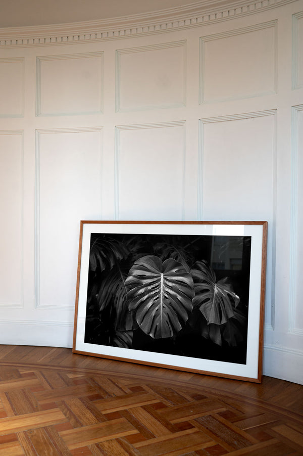 Monstera