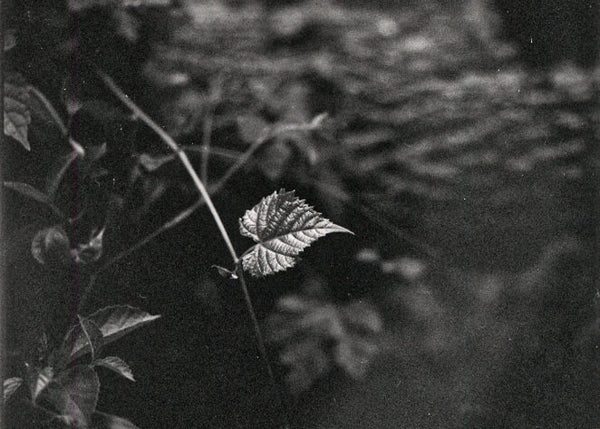 Botánica IV