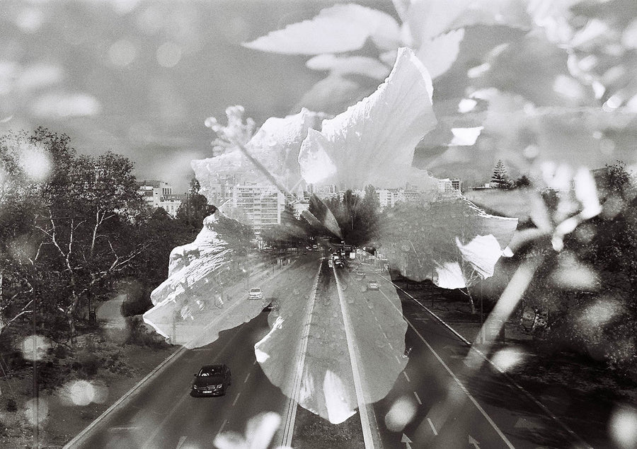 El camino del Medio