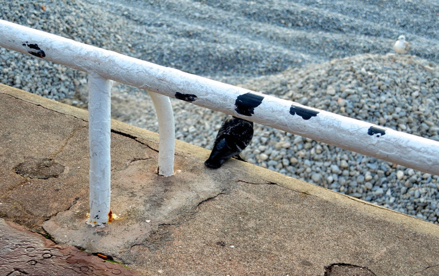 Cabeza Pintada