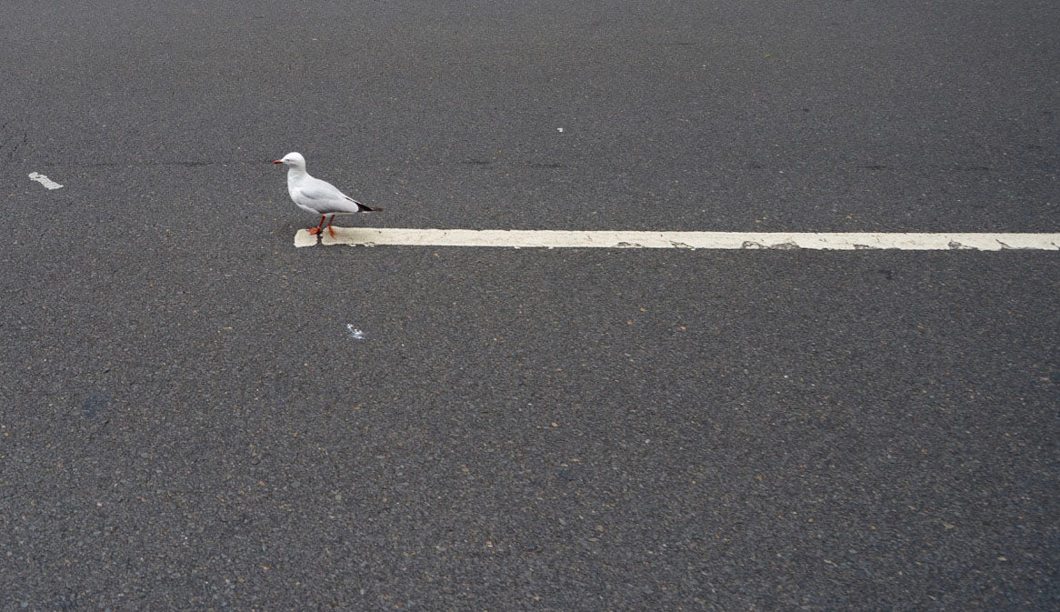 Alfombra Blanca